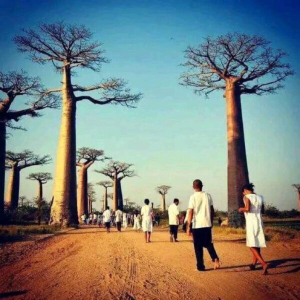 Allée de Baobab à Morondava