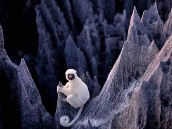 Lémurien blanc sur le tsingy de Madagascar