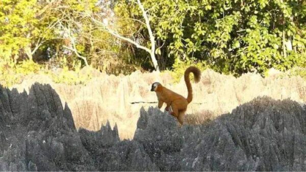 Lémurien brun sur le Tsingy de Madagascar