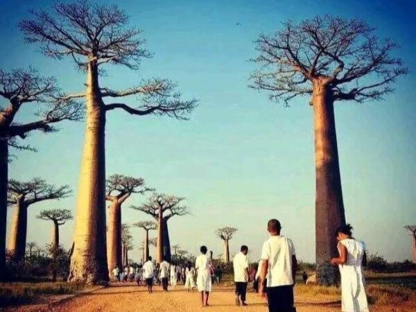 Parcourir la Route Nationale 7 de Madagascar